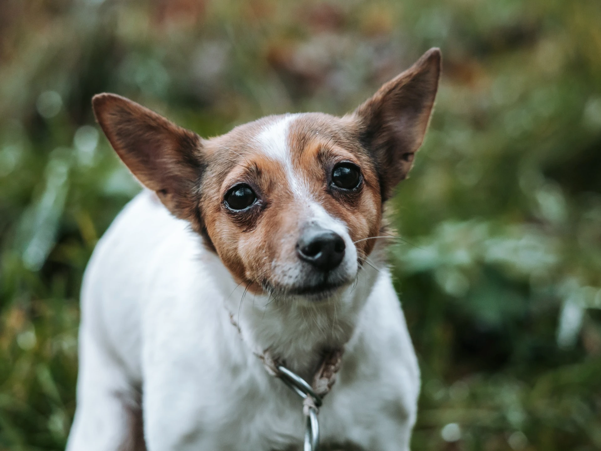 Annie – bývalá svěřenkyně Hafanofu