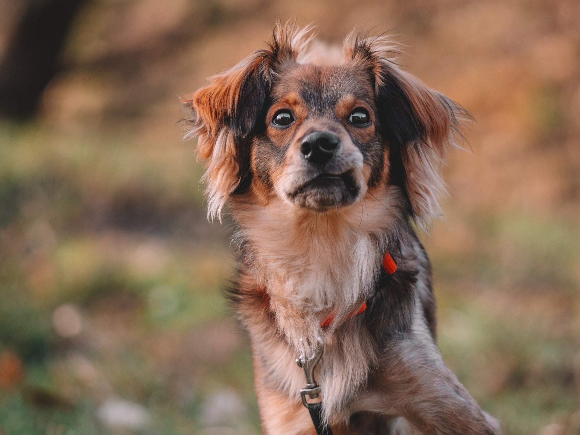 Charlie (měl štěstí a přes handicap byl adoptován)