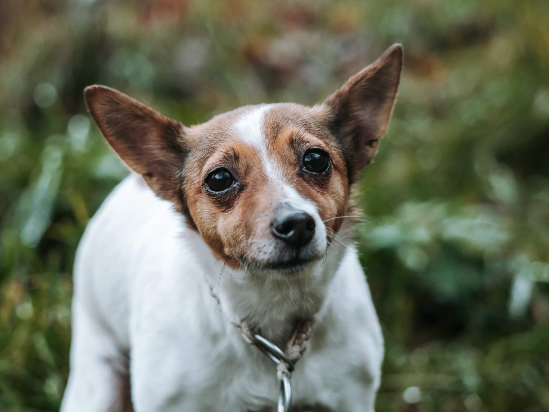 Annie (po několika letech byla i k vzhledem zdravotního stavu adoptována)