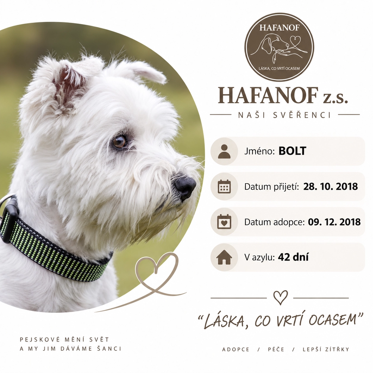 Bolt – bývalý svěřenec Hafanofu