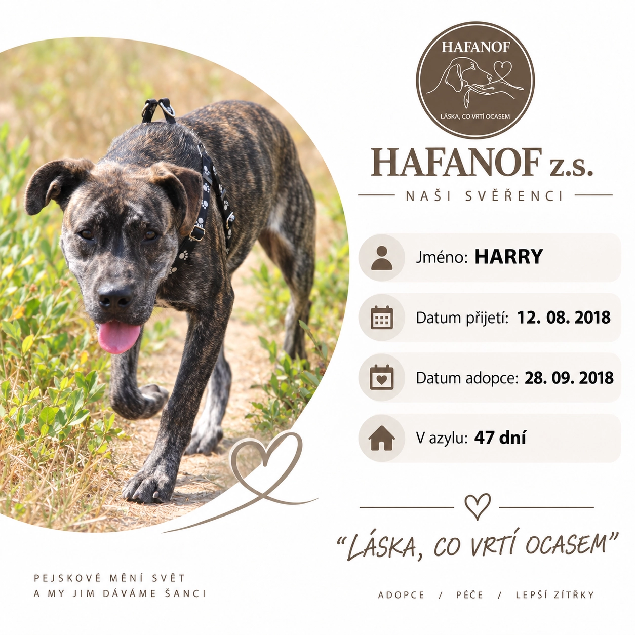 Harry – bývalý svěřenec Hafanofu